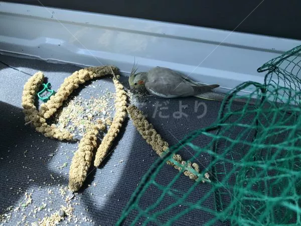 コメントの画像