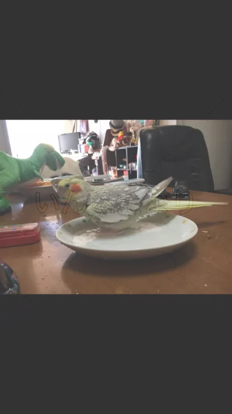 コメントの画像