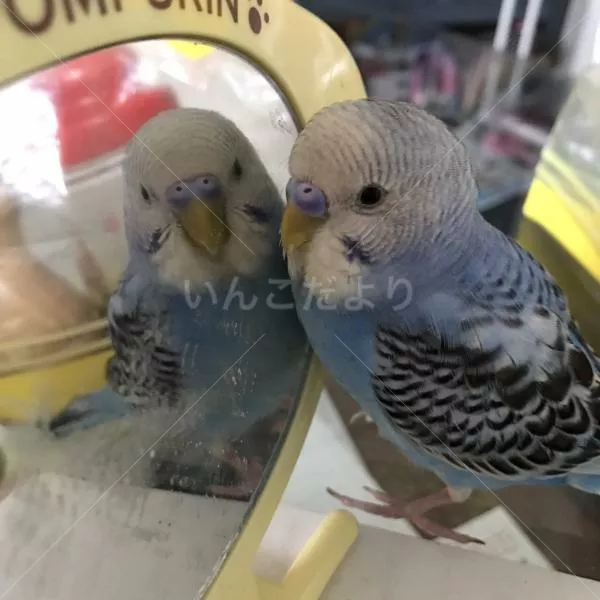 コメントの画像