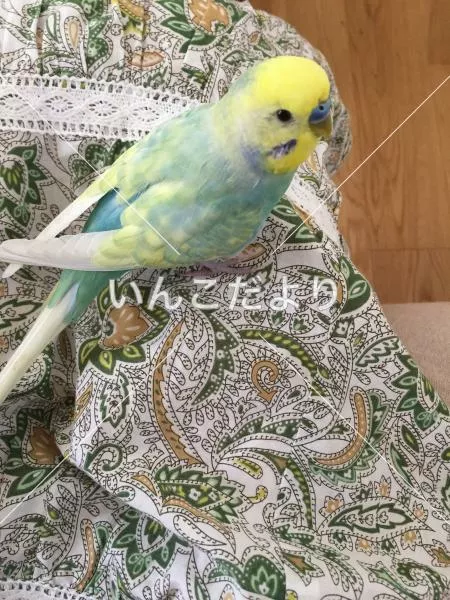 コメントの画像