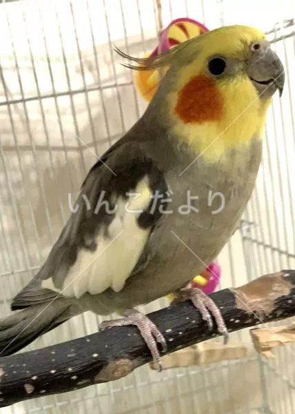 コメントの画像