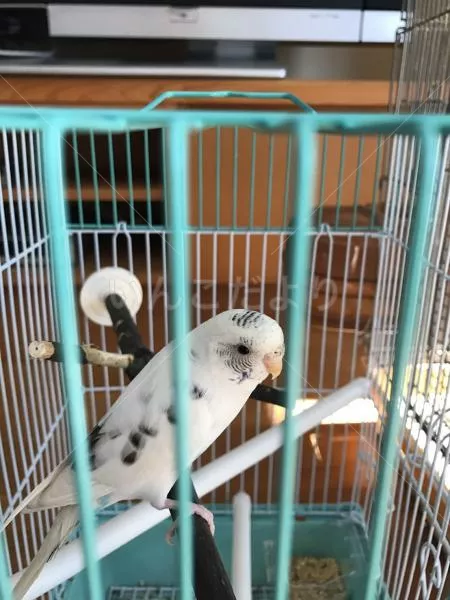 コメントの画像