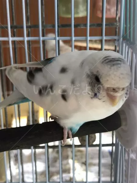 コメントの画像