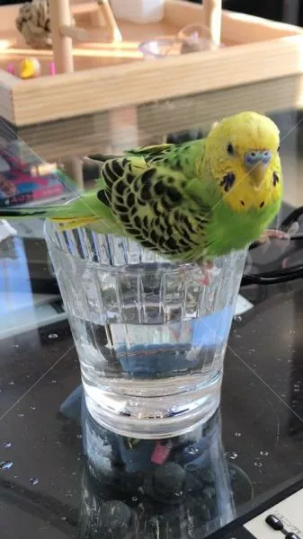 コメントの画像