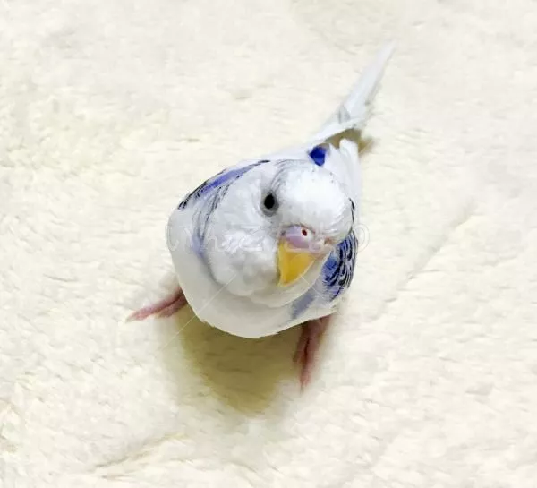 コメントの画像