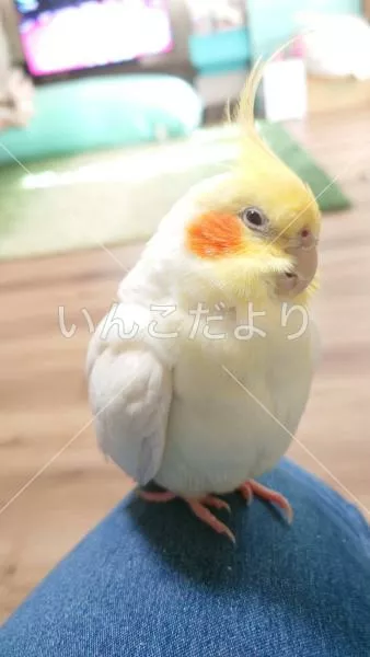 コメントの画像