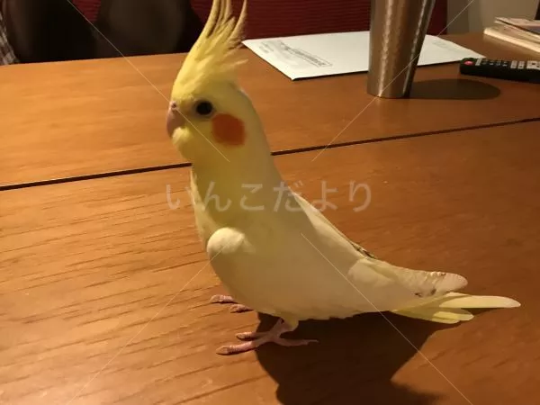 コメントの画像