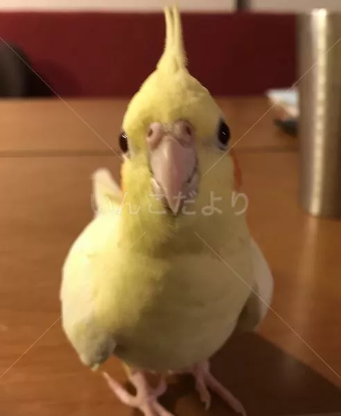 コメントの画像