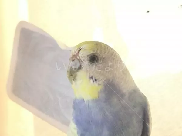 コメントの画像