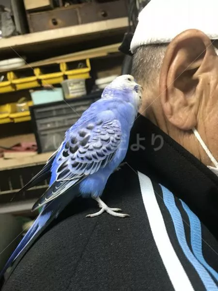 コメントの画像