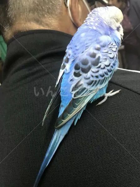 コメントの画像