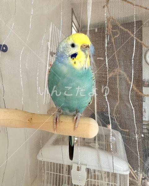 コメントの画像