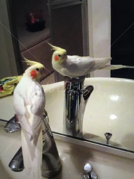 コメントの画像