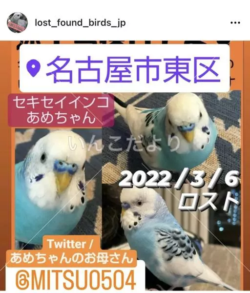 コメントの画像