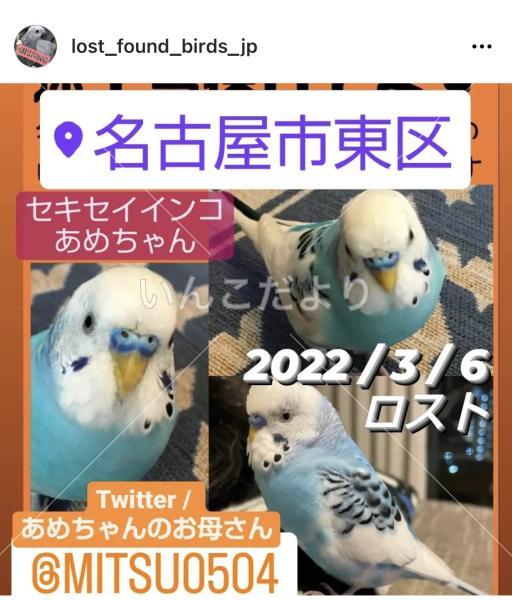 コメントの画像