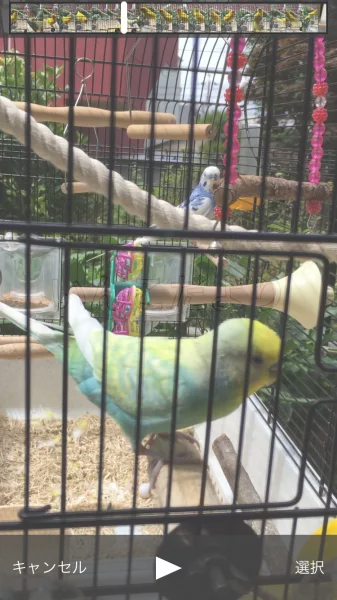 コメントの画像