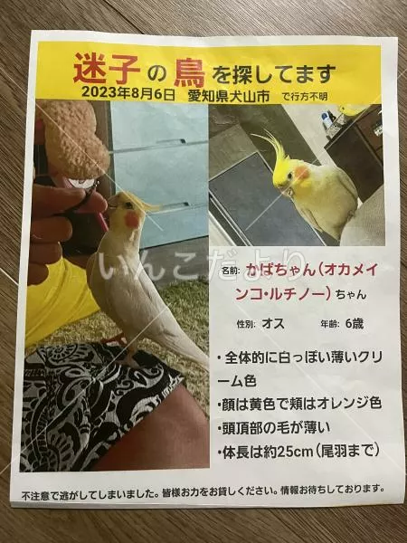 コメントの画像