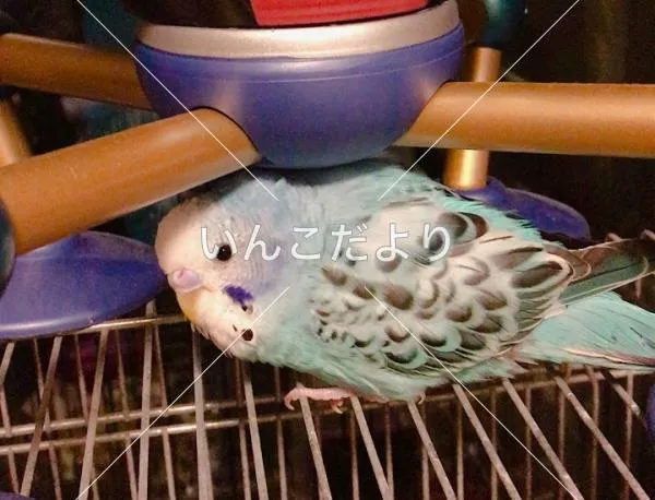 コメントの画像