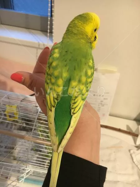 コメントの画像