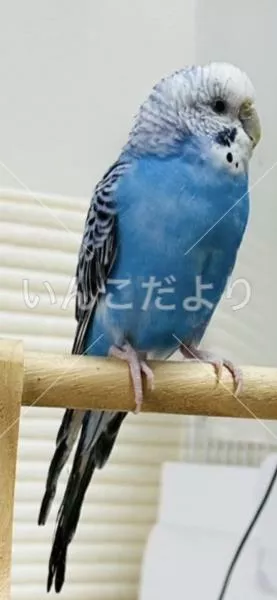 コメントの画像