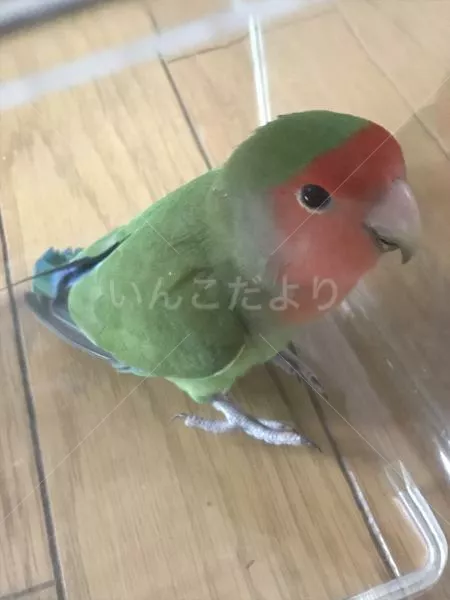 コメントの画像