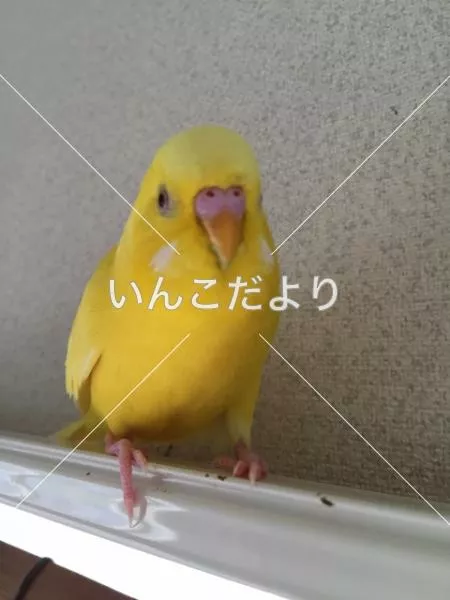 コメントの画像