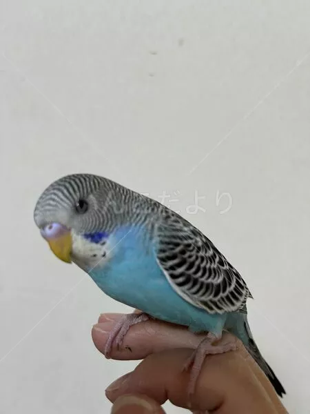 コメントの画像