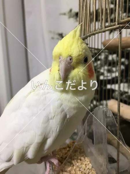 コメントの画像