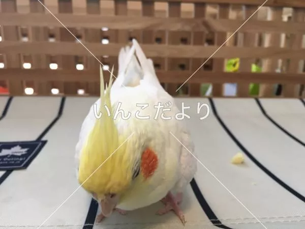 コメントの画像