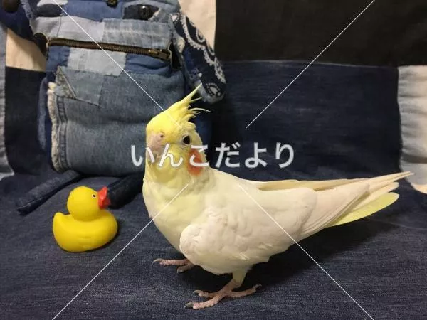 コメントの画像