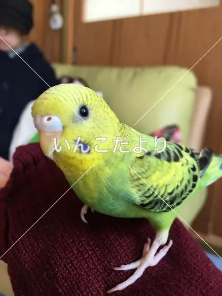 コメントの画像