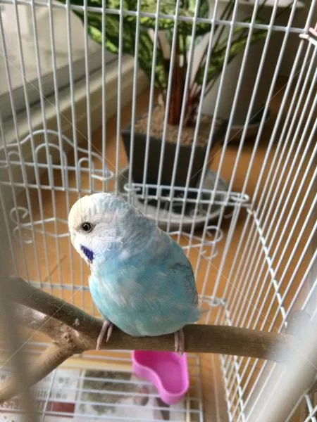 コメントの画像