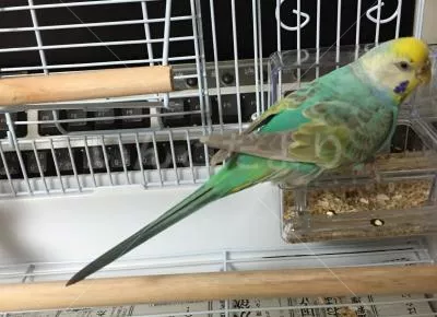 コメントの画像