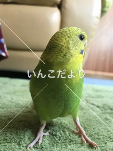 コメントの画像