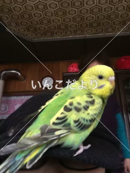 コメントの画像