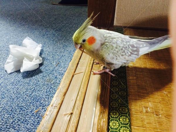 コメントの画像