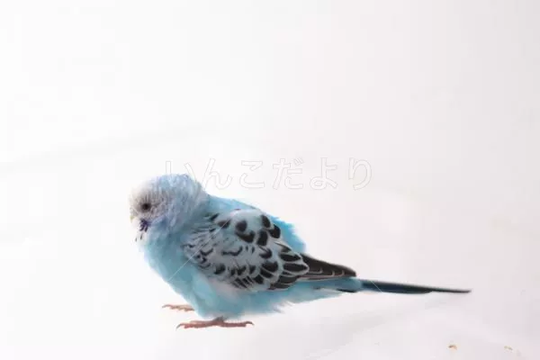 コメントの画像