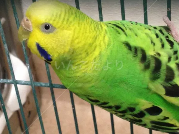 コメントの画像