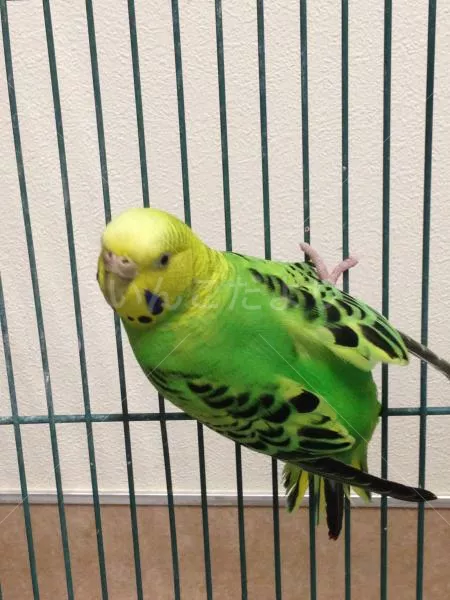 コメントの画像