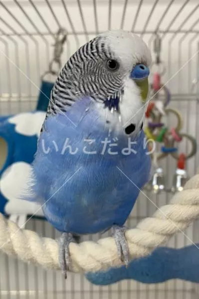 コメントの画像