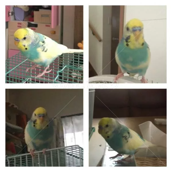 コメントの画像