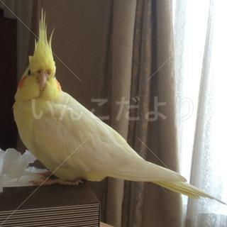 コメントの画像