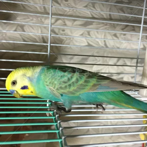 コメントの画像