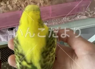 コメントの画像