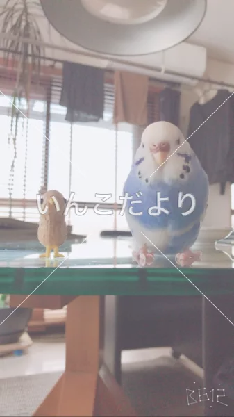 コメントの画像