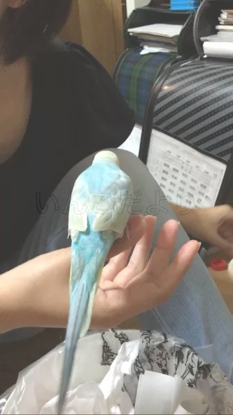 コメントの画像