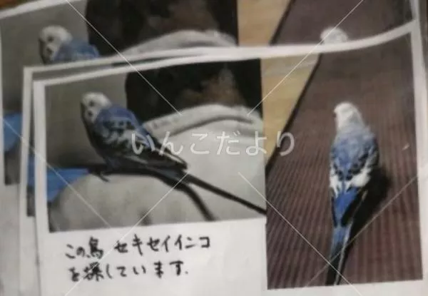 コメントの画像