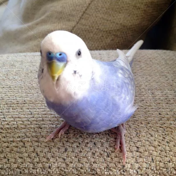 コメントの画像