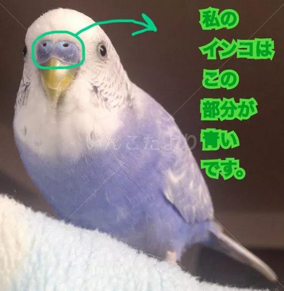 コメントの画像