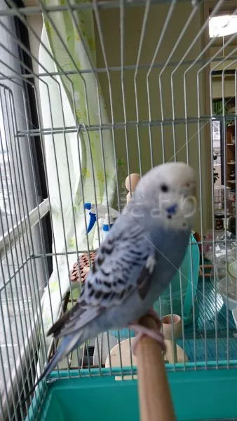 コメントの画像